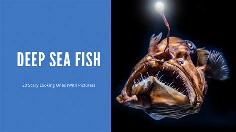 deep sea fish|Fishes of the deep sea .